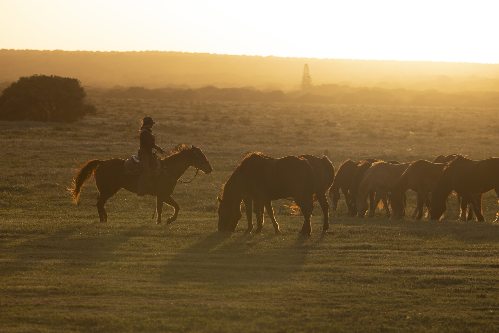 ラナイ島での乗馬ツアー