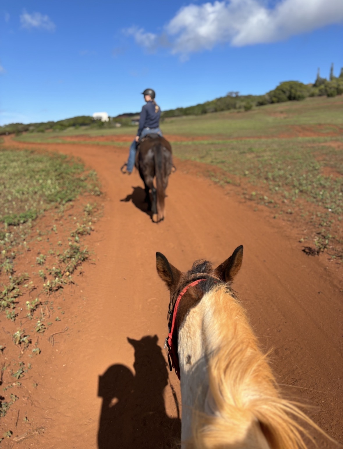 ラナイ島での乗馬